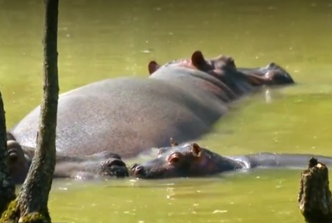 VIDEO: Roztomilé mláďa hrocha si užíva letný kúpeľ 