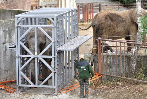 Sťahovanie slonov v ZOO Bojnice