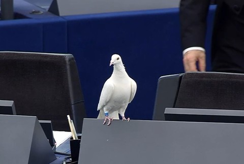 Radačovský vypustil holubicu mieru (2)