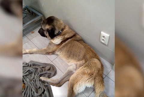 Bol zanedbaný a v zúboženom stave. Lekári psa už nezachránili