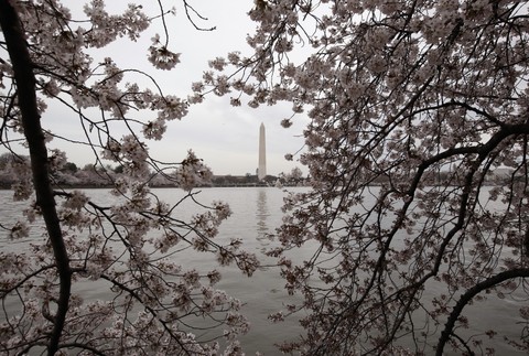 Washington, kvitnutie kvetov