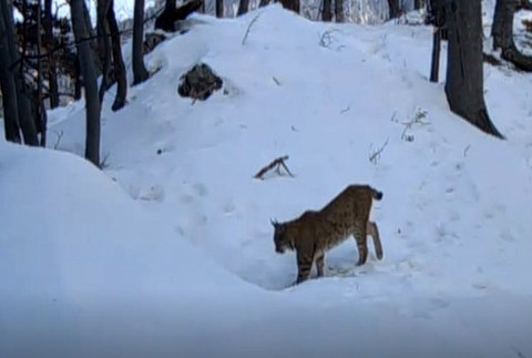Tajomná šelma menom Rys hľadá partnera. Takéto unikátne zábery ste ešte nevideli