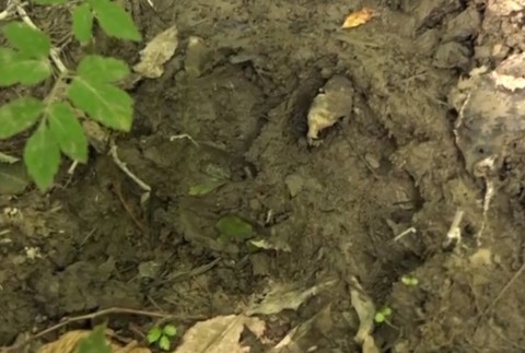 Ľudia majú obavy. Medvede sa už túlajú aj po okresoch, kde predtým neboli