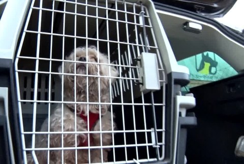 Po polroku našli psa5361