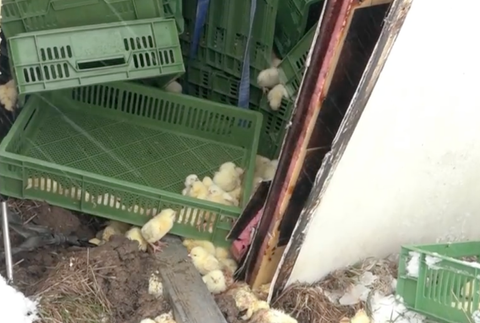 Kamión plný kuriatok zišiel z cesty