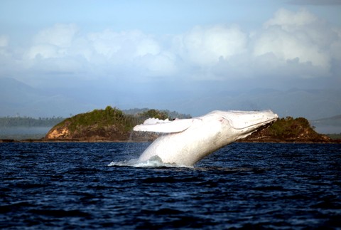Biela veľryba Austrália 2