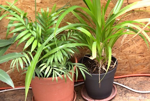 Nedarí sa vám pestovať rastliny? V Starej tržnici pre ne zriadili útulok