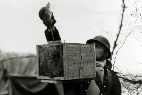 Potkan zviera špión vojak svetová vojna