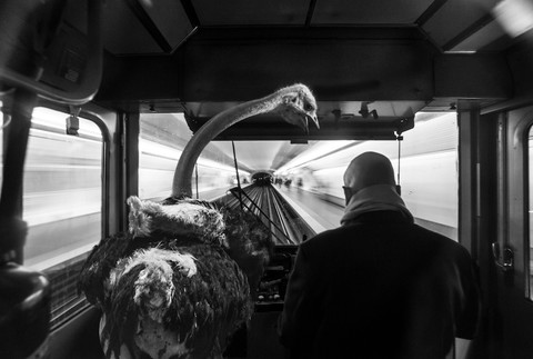 Pštros so strojvodcom