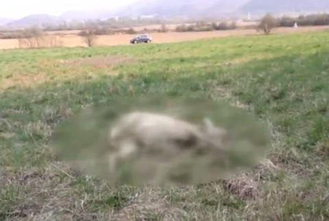 Streľba pri frekventovanej ceste. Na svedomí ju majú zrejme pytliaci