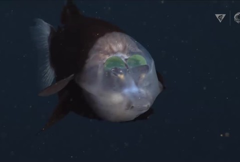 Ryba s priesvitnou hlavou