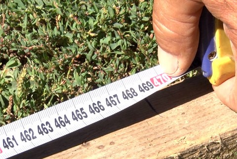 5metrová slnečnica