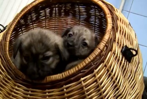 Krutý osud piatich šteniatok. Majiteľ ich nechal napospas krutej zime