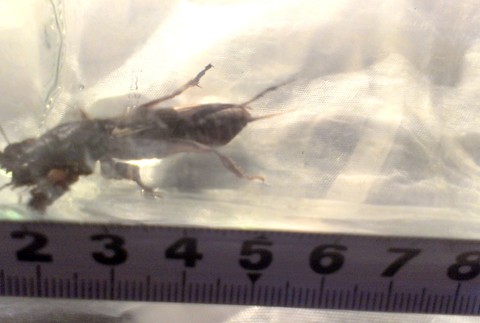 Medvedík obyčajný Jakubova Voľa škodca krtonôžka