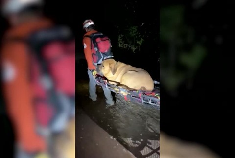 [multi] Pes na túre 3485