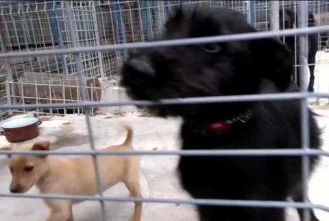 [multi] Mrtvola so psami 1847