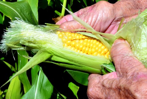 kukurica ruky starej ženy