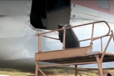 Domáci miláčik, ktorý býva na letisku. O 250 kg chlpáča sa starajú piloti