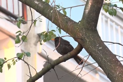 Ľudí nahnevalo orezávanie stromov