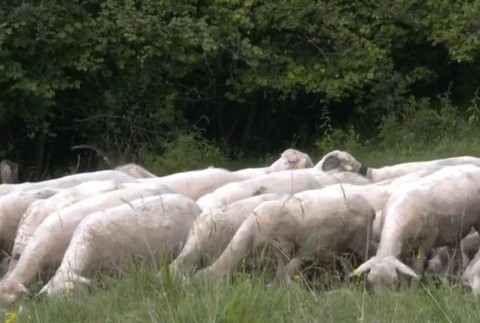 Vlci roztrhali ovce.