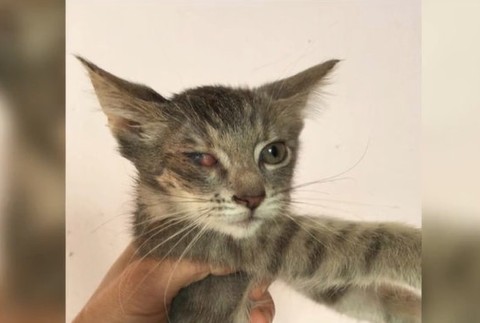 Úrady odobrali dôchodkyni mačky.