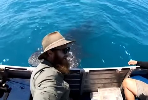 k rybárom priplával žralok obrovský