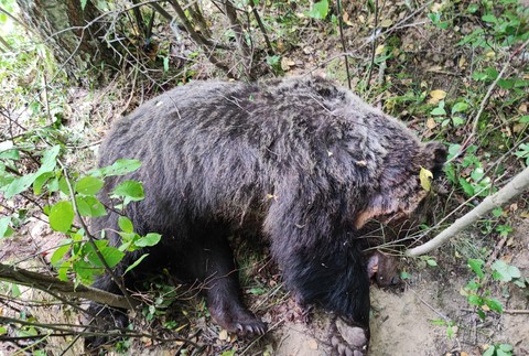 Zastrelený medvedˇ Sučany
