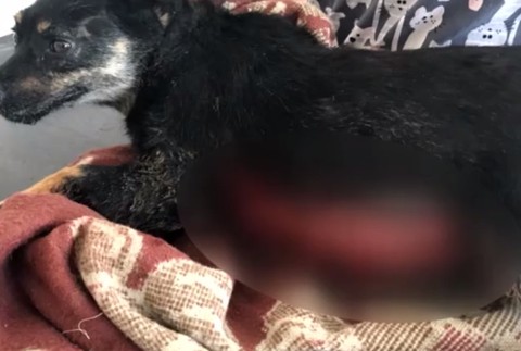 Vodič zrazil gravidnú fenku, ani nezastavil. U veterinárky zomrela