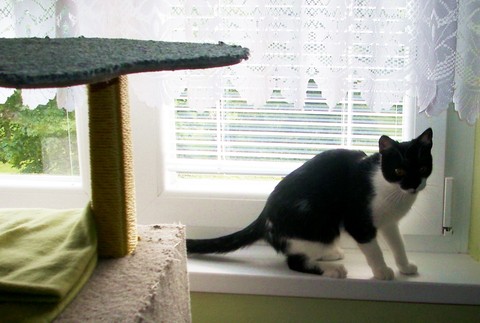 Mačka Stella, stratená v Púchove