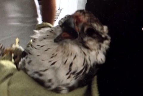 Túlavé psy napadli vzácneho dravca. Mladá sokoliarka sa zachovala hrdinsky 