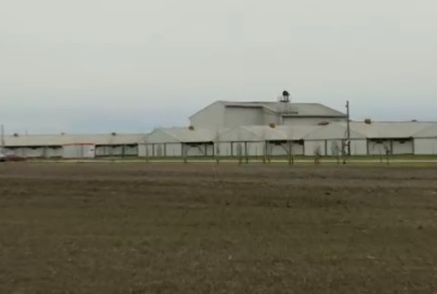 Slovenskí farmári protestovali proti dánskemu chovateľovi ošípaných