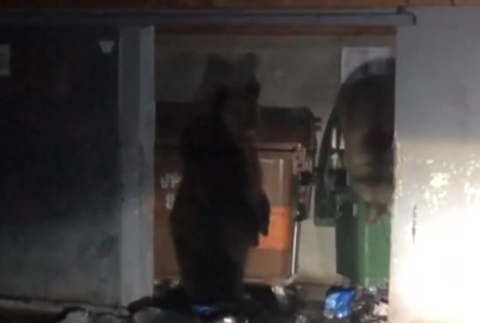 Riskantné zábery v Tatrách. Mladá žena stála len pár metrov od medvedice s mladými 