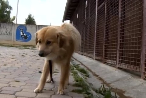 Psov priviazali o strom 