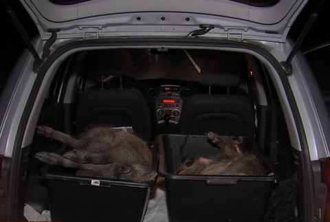 Vodič zmasakroval na ceste päť diviakov.