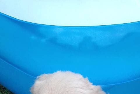 Pomôžte Saške a Lenke, ktoré už od nedele smútia. Stratila sa ich verná Meya