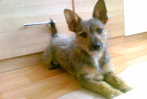 V Bratislave sa stratil psík, prosím pomôžte, odmena istá