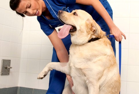 Tučný pes psík labrador