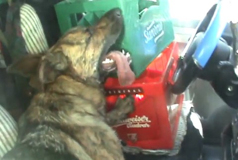 Policajti zachránili život trom psom, vyslobodili ich zo zamknutého auta