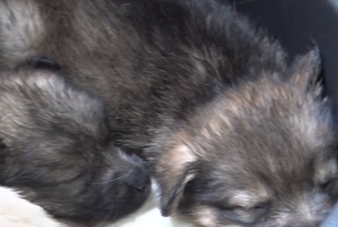 Na ulicu vyhodili šteňatá. V útulku sa o ne stará nevidiaca a nepočujúca sučka 