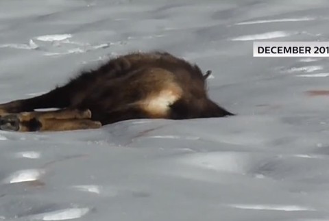  Lesníci zachraňujú kamzíky. Ohrození sú nielen snehom