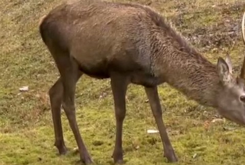 Tatranský jednorožec sa zatúlal do Poľska