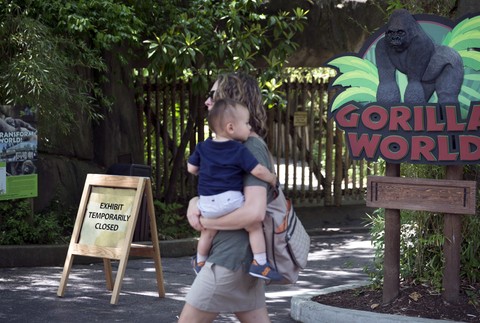 gorila Harambe