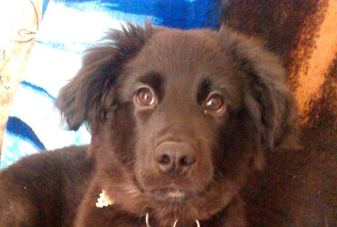 Kríženec labradora psík stratený Nitrianske Pravno