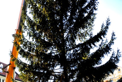 Vianočný stromček na Hlavnom námestí 3