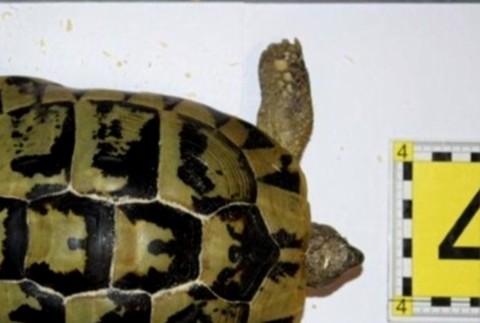 Vo vlastnom dome ilegálne chovala 26 druhov ohrozených korytnačiek, dnes jej hrozí väzenie