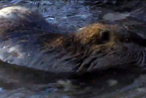 Chovali ich na mäso a kožušinu. Na Slovensku sa im zapáčilo aj vo voľnej prírode