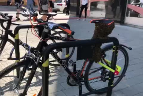 [multi] Roj včiel si uhniezdil na bicykli v Bratislave 2 500
