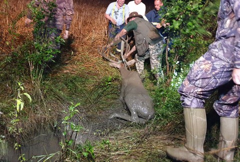 Záchrana jeleňa zo šachty