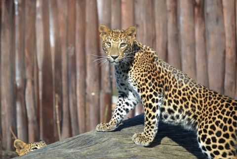 Bratislavskú Zoo náhle uzavreli. Hľadali mláďa leoparda