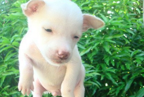 Šteniatko zavesené na štipce, Filipíny